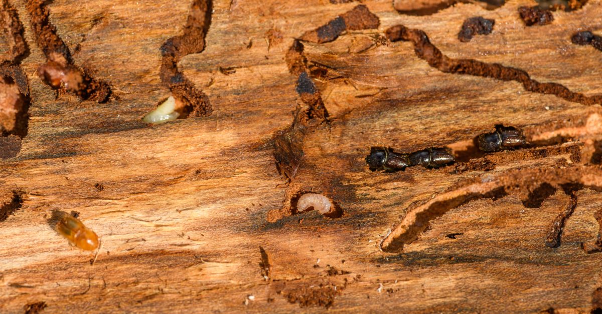 feat-6027 Termite prevention during a Malaysian renovation